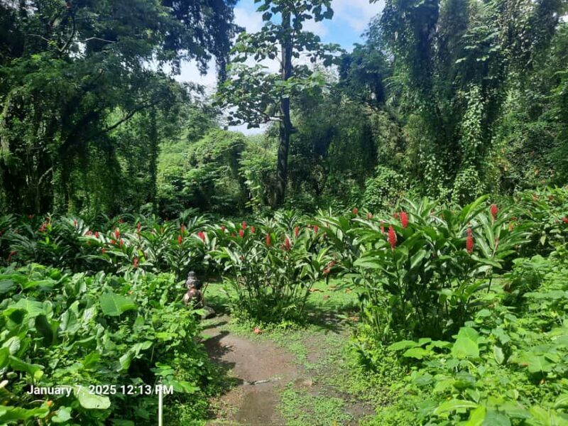 Island Tours: St. Vincent & the Grenadines - Dark View Falls - Key Points