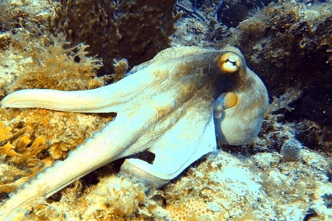 Island Wreck and Reef Scuba Excursion - FAQ