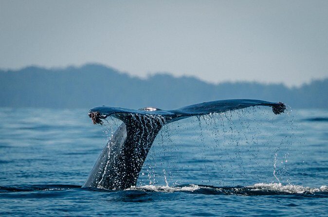 Islands of Wonder: Sitka Wildlife Boat Adventure (4 hours) - Frequently Asked Questions