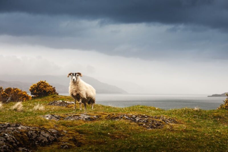 Isle of Mull and Iona 3-Day Small-Group Tour from Glasgow - The Sum Up