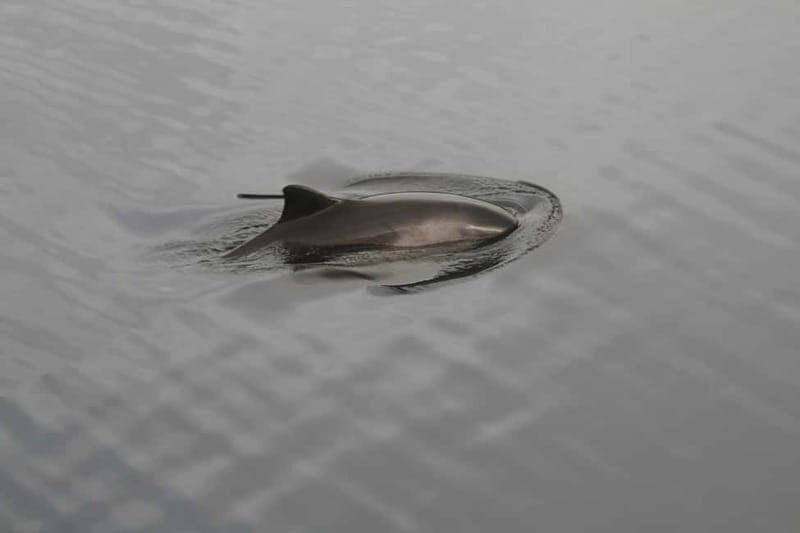 Isle of Mull: Guided Coastal Walk to Tobermory Lighthouse - Frequently Asked Questions