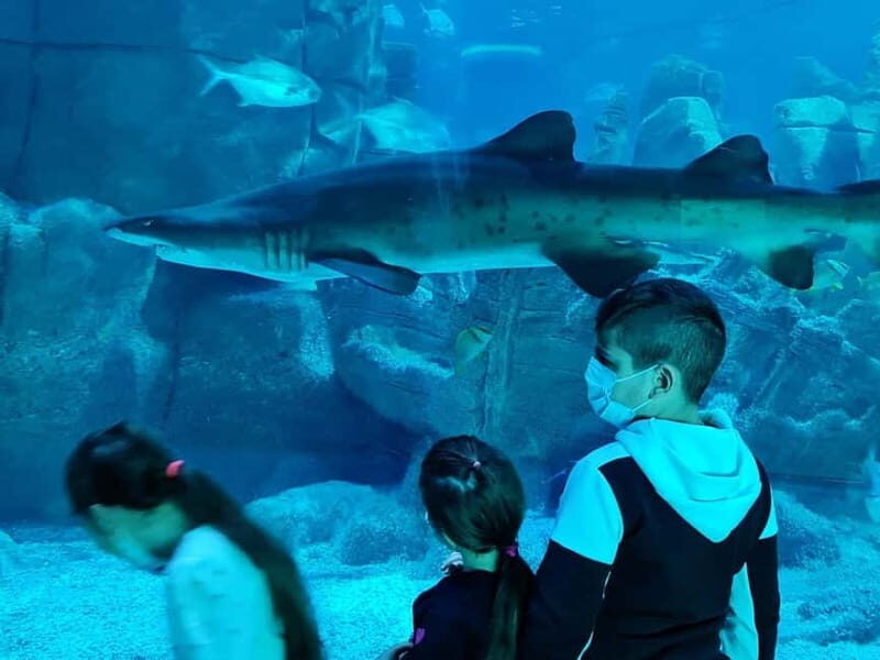 Istanbul: Aquarium Ticket and Round Trip Shuttle from Taksim - Experience the Depths of Marine Life: Istanbul Aquarium Ticket and Shuttle from Taksim