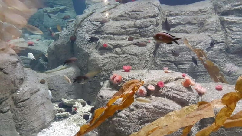 Istanbul: Aquarium Ticket and Round Trip Shuttle from Taksim - Key Points