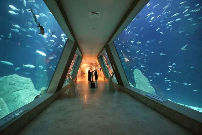 Istanbul: Aquarium Ticket and Round Trip Shuttle from Taksim - Who Should Consider This Tour?