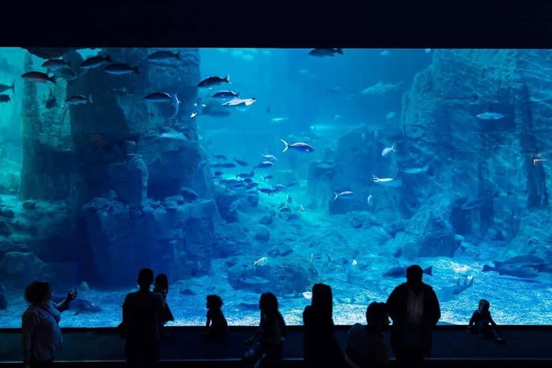 Istanbul: Aquarium Ticket with Shuttle Bus from Sultanahmet - Key Points