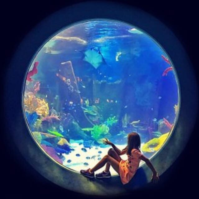 Istanbul: Aquarium Ticket with Shuttle Bus from Sultanahmet - Final Thoughts
