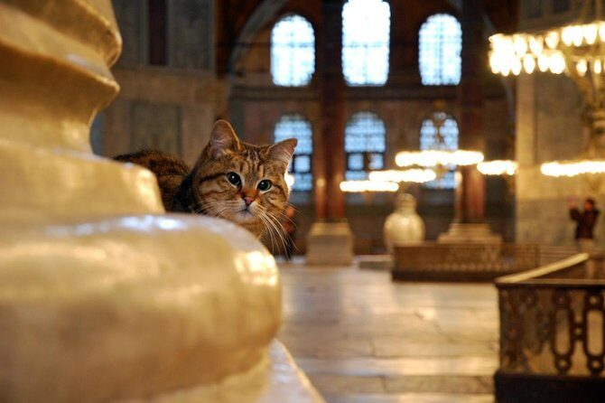 Istanbul Highlights: Half Day Morning Tour - A Closer Look at the Experience
