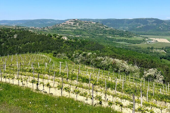 Istria Wine Tour from Island Krk and Rijeka - Exploring the Istria Wine Tour: A Full Breakdown