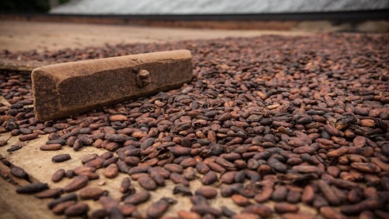 Itacare: Tour to the Vila Rosa Cocoa Farm - The Experience in Detail