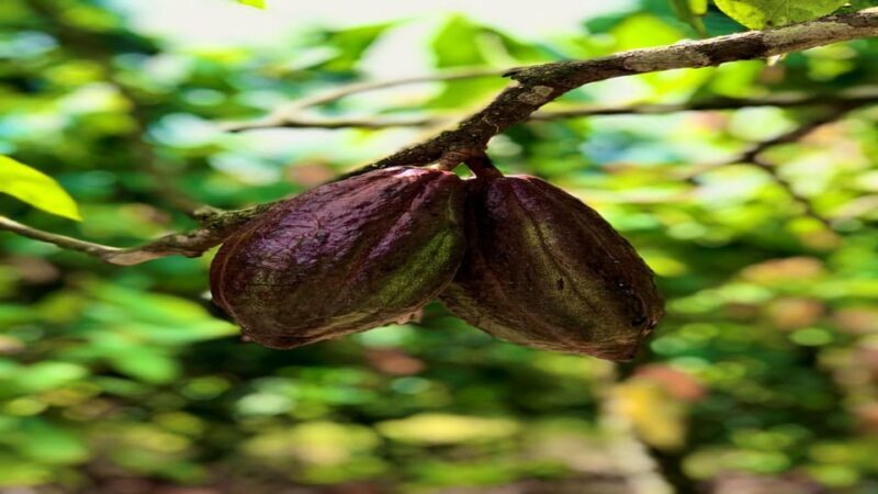 Itacare: Tour to the Vila Rosa Cocoa Farm - FAQ