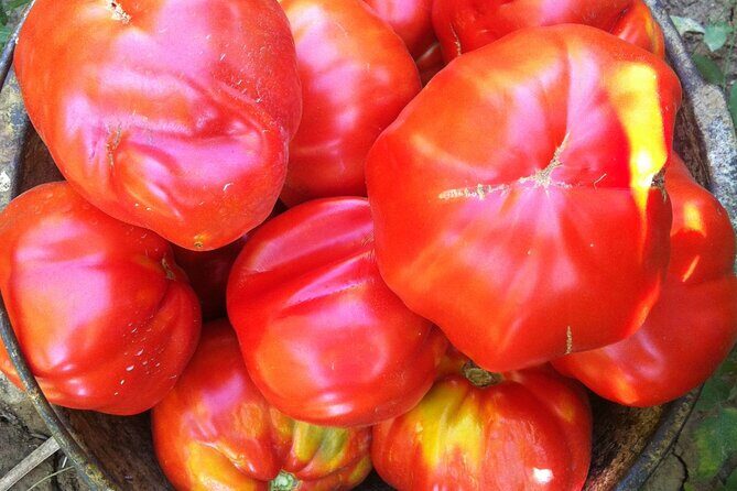 Italian cooking lesson and lunch in an Abruzzo farmhouse - Final Thoughts