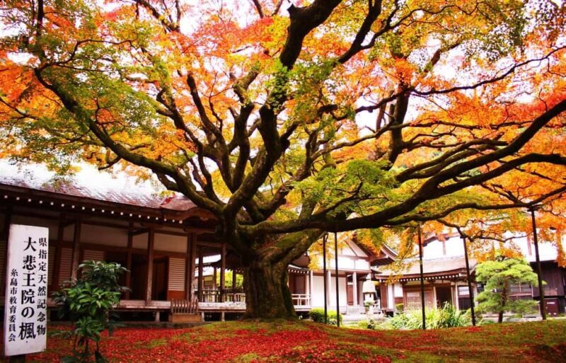 Itoshima Day Trip from Fukuoka: Nature & Coastal Scenery - Who Would Love This Tour?