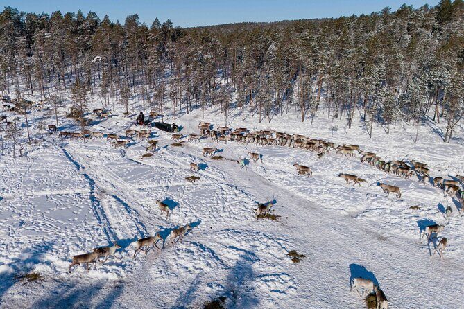 Ivalo: A Day in the Life of Reindeer Herders - The Sum Up