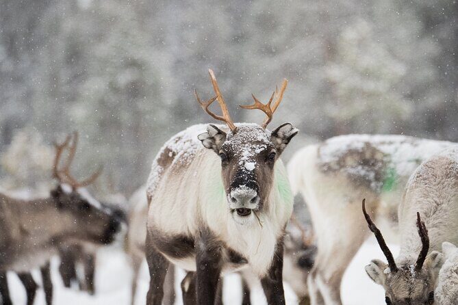 Ivalo: Aurora Hunting with Reindeer - Who Should Consider This Tour?