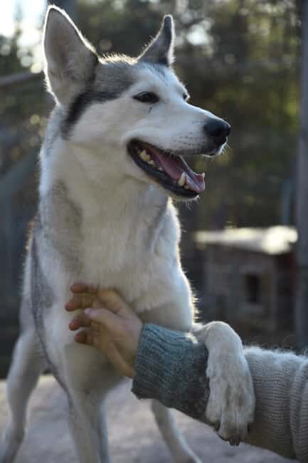 Ivalo: Evening Tea with Huskies and Farm Visit - Key Points