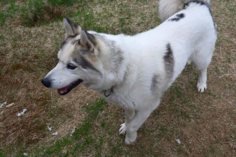 Ivalo: Evening Tea with Huskies and Farm Visit - Who is This Tour Best For?