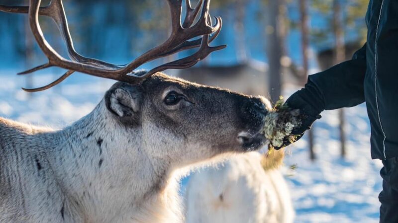 Ivalo: Magical Moments at the Reindeer Farm - Why This Tour Offers Real Value