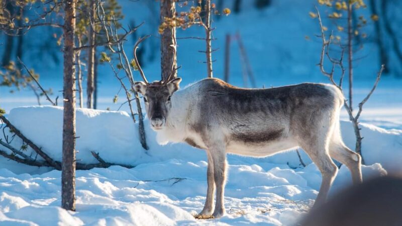 Ivalo: Magical Moments at the Reindeer Farm - Final Thoughts: Who Will Love This Tour?