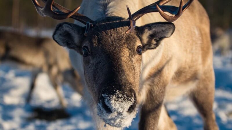 Ivalo: Northern Lights and Reindeer Farm Experience - Ivalo: Northern Lights and Reindeer Farm Experience — A Genuine Arctic Adventure