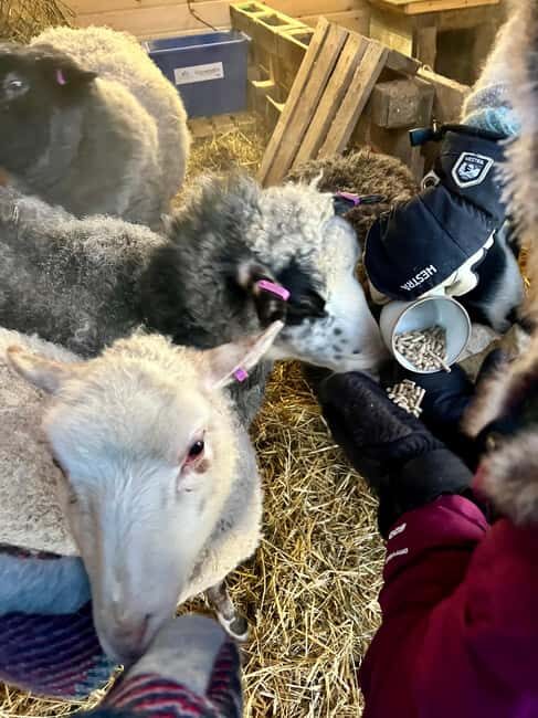 Ivalo: Private Farm Visit & Husky Experience - Who Would Enjoy This Tour?