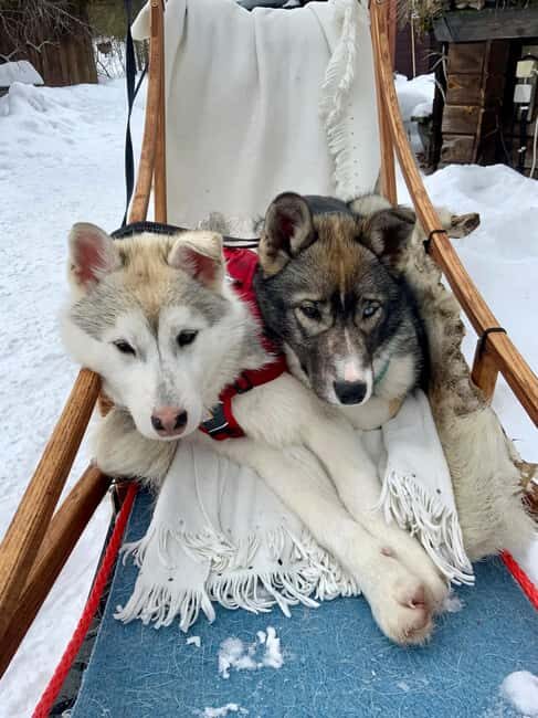 Ivalo: Private Farm Visit & Husky Experience - The Sum Up