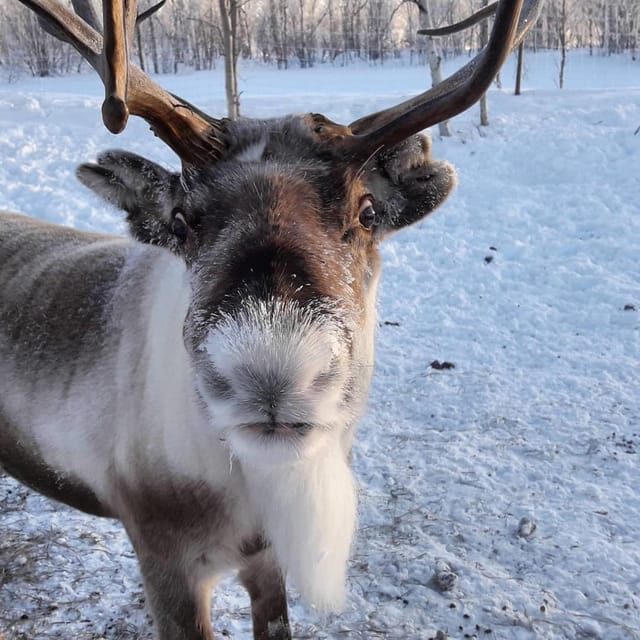 Ivalo: Snowmobile Safari, Meet and Feed Reindeers with Lunch - The Itinerary in Detail
