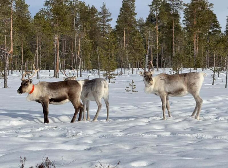 IVALO: Snowmobile Sled Ride to Wilderness - A Deep Dive into the Snowmobile Sled Experience