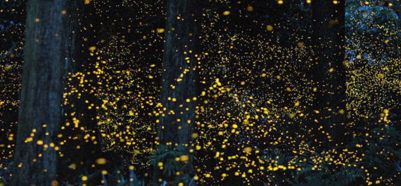 Iwahig Firefly Watching Tour| Puerto Princesa - A Deep Dive into the Iwahig Firefly Watching Experience