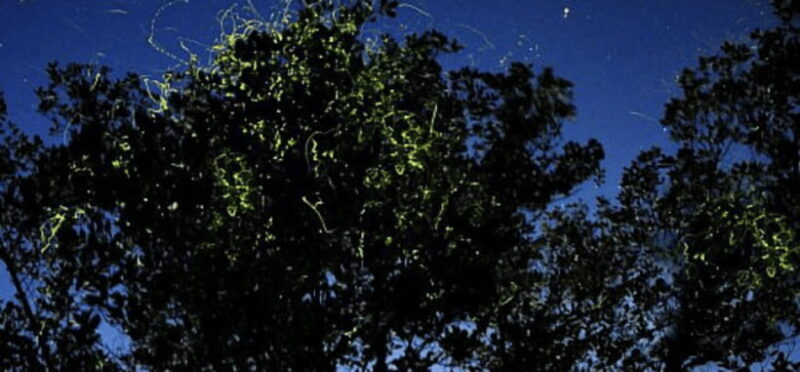 Iwahig Firefly Watching Tour| Puerto Princesa - Who Will Love This Experience?