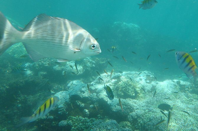 Ixtapa Island Tour - Experience Ixtapa Island: A Guided Day of Sun, Sand, and Marine Wonders