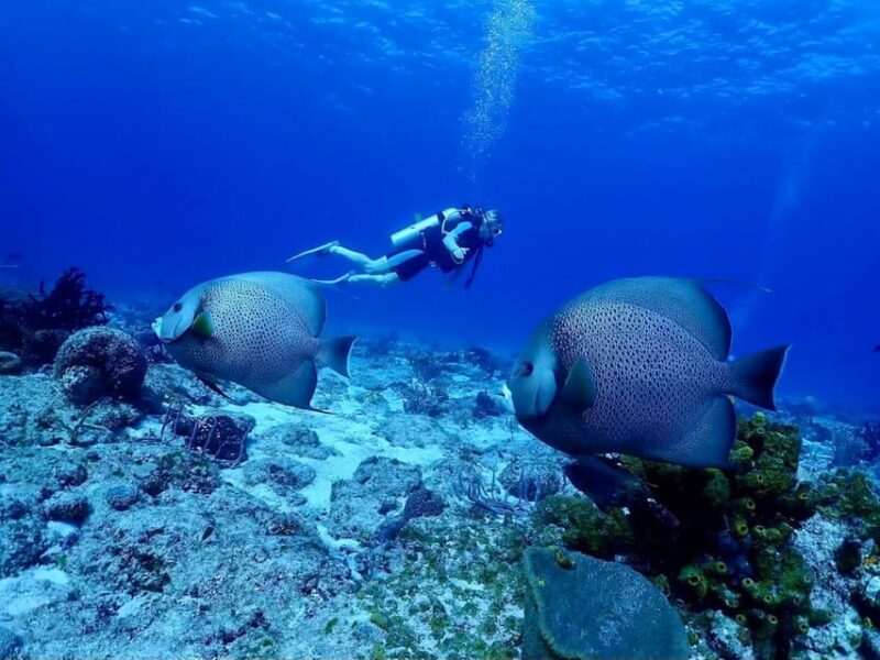 Ixtapa: Nighttime Underwater Exploration at Piedra Solitaria - FAQ