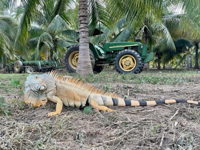 Ixtapa Zihuatanejo Archaeological Zone and Coconut Museum Tour - Key Points