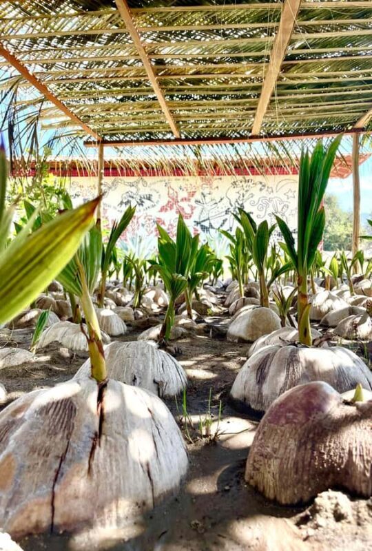 Ixtapa Zihuatanejo Archaeological Zone and Coconut Museum Tour - The Sum Up