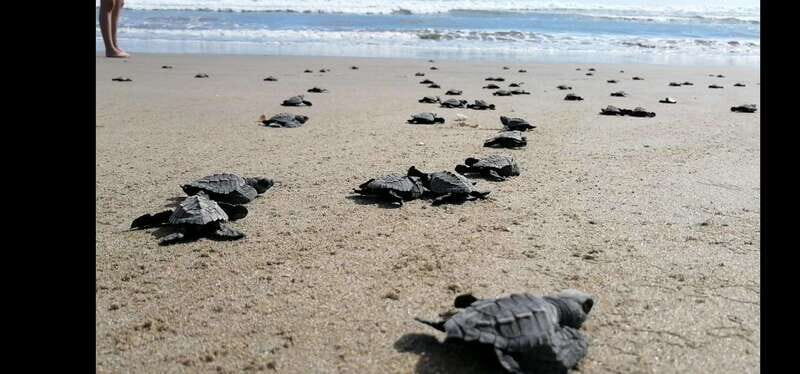 Ixtapa-Zihuatanejo: Turtle Release Tour. - Key Points
