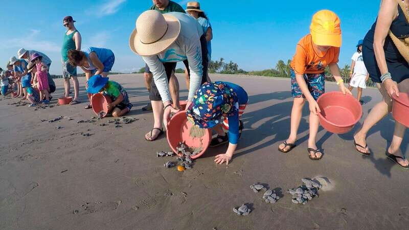 Ixtapa-Zihuatanejo: Turtle Release Tour. - The Sum Up