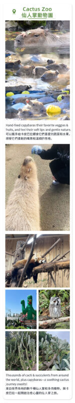 Izu Atami: Mount Omuro (including cable car)/Cactus Zoo & Jogasaki Coast & Kadowaki Suspension Bridge Day Tour (Small Group with complimentary Sea View Train Ticket) - What to know about the cactus zoo