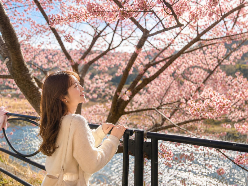 Izu Cherry Blossom & Plum Blossom Day Trip: Kawazu Cherry Blossoms, Atami Baien Plum Garden, Strawberry Picking at Fruit Park | Departure from Tokyo Ginza - What to know before you book
