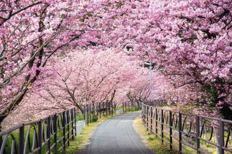 Izu Cherry Blossom & Plum Blossom Day Trip: Kawazu Cherry Blossoms, Atami Baien Plum Garden, Strawberry Picking at Fruit Park | Departure from Tokyo Ginza - A spring route built around Kawazu