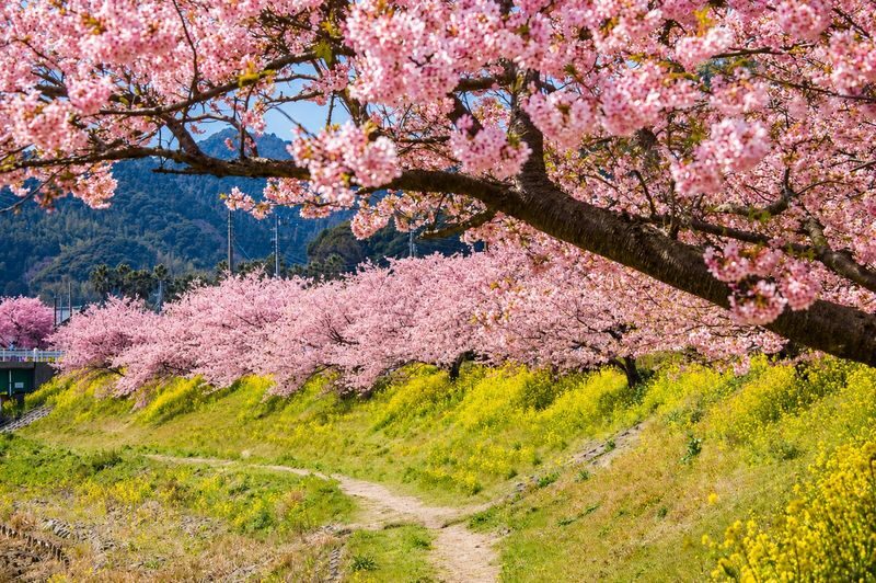 Izu Cherry Blossom & Plum Blossom Day Trip: Kawazu Cherry Blossoms, Atami Baien Plum Garden, Strawberry Picking at Fruit Park | Departure from Tokyo Ginza - The fruit farm: choose the right package