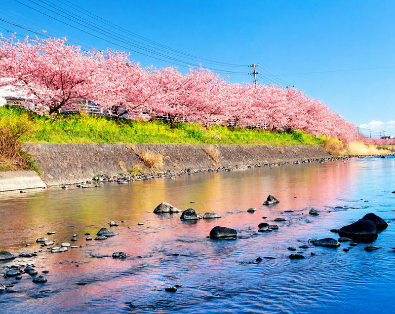Izu Cherry Blossom & Plum Blossom Day Trip: Kawazu Cherry Blossoms, Atami Baien Plum Garden, Strawberry Picking at Fruit Park | Departure from Tokyo Ginza - Kawazu’s pink river walk