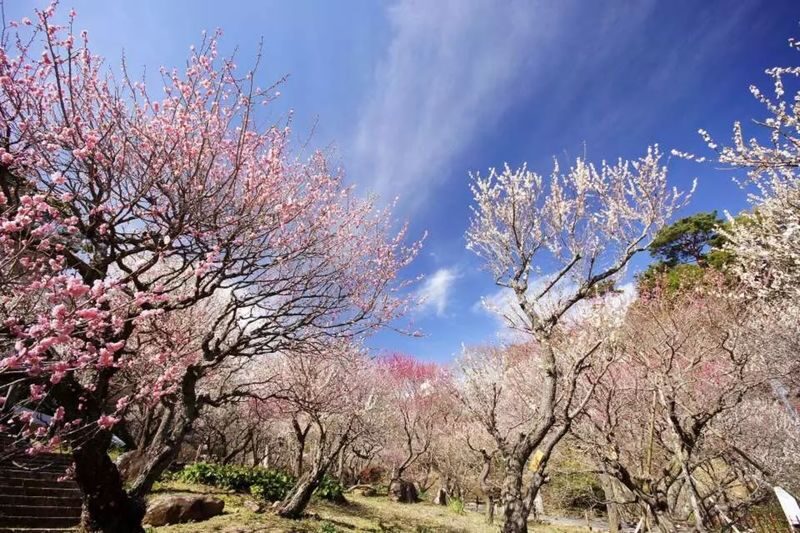 Izu Cherry Blossom & Plum Blossom Day Trip: Kawazu Cherry Blossoms, Atami Baien Plum Garden, Strawberry Picking at Fruit Park | Departure from Tokyo Ginza - Atami Plum Garden’s old trees and water