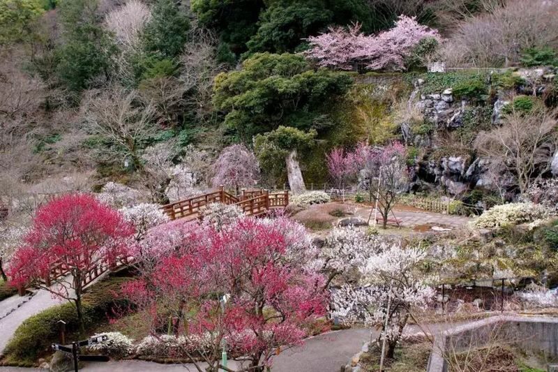Izu Cherry Blossom & Plum Blossom Day Trip: Kawazu Cherry Blossoms, Atami Baien Plum Garden, Strawberry Picking at Fruit Park | Departure from Tokyo Ginza - The guide, group, and pace
