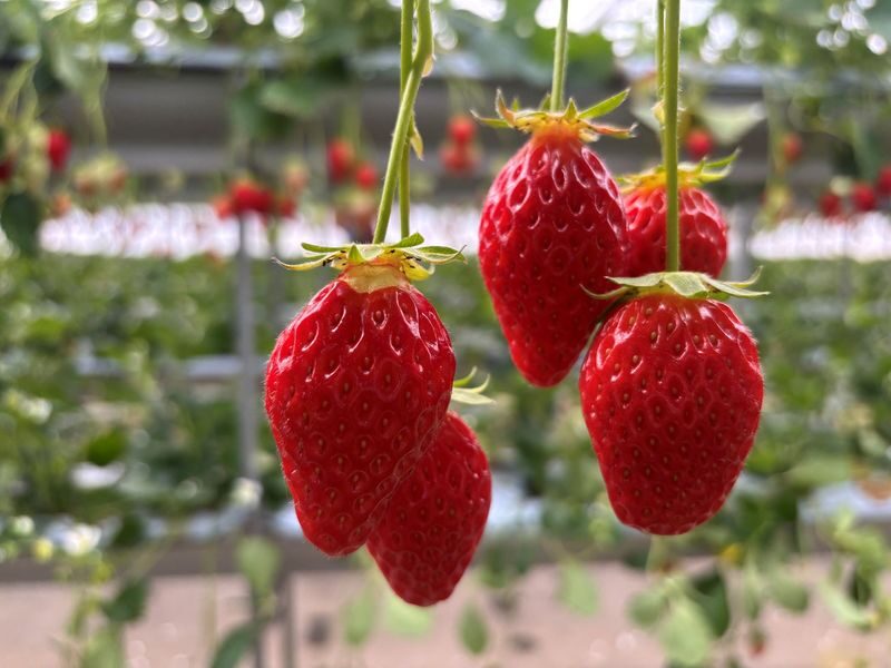Izu Cherry Blossom & Plum Blossom Day Trip: Kawazu Cherry Blossoms, Atami Baien Plum Garden, Strawberry Picking at Fruit Park | Departure from Tokyo Ginza - Is the price worth it?