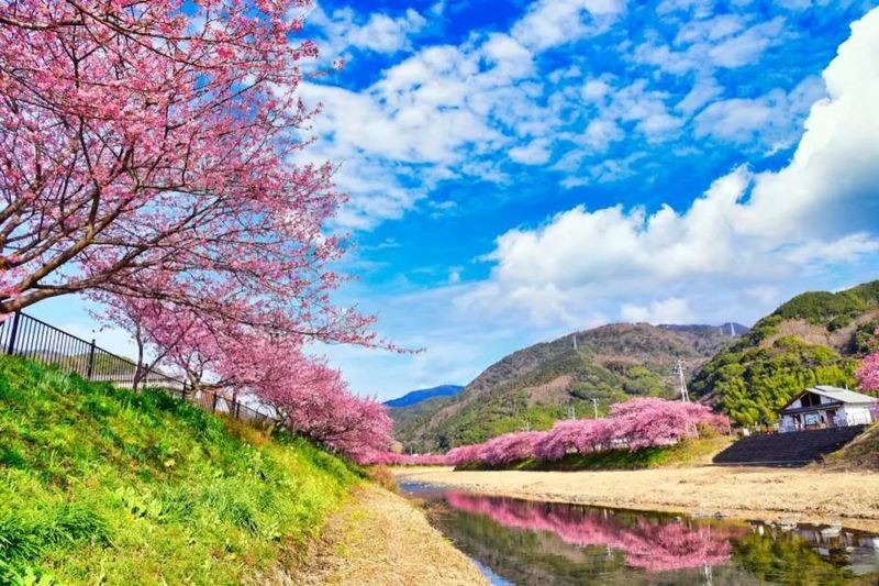 Izu Cherry Blossom & Plum Blossom Day Trip: Kawazu Cherry Blossoms, Atami Baien Plum Garden, Strawberry Picking at Fruit Park | Departure from Tokyo Ginza - Practical details for a smoother day