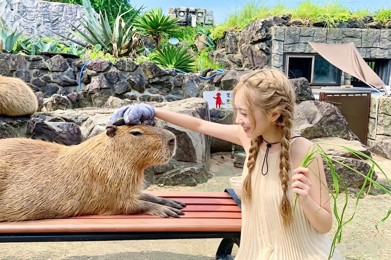 Izu: Mt. Omuro & Cactus Animal Park & Jogasaki Coast & Kadowaki Suspension Bridge Day Trip (Includes Sea View Train Experience) - A short train ride beside the Pacific