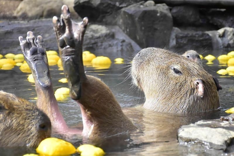 Izu Ocean View Day Trip: Jogasaki Coast & Ocean View Train & Mt. Omuro/Izu Cactus Zoo | Departure from Tokyo - Should you book this Izu day trip?