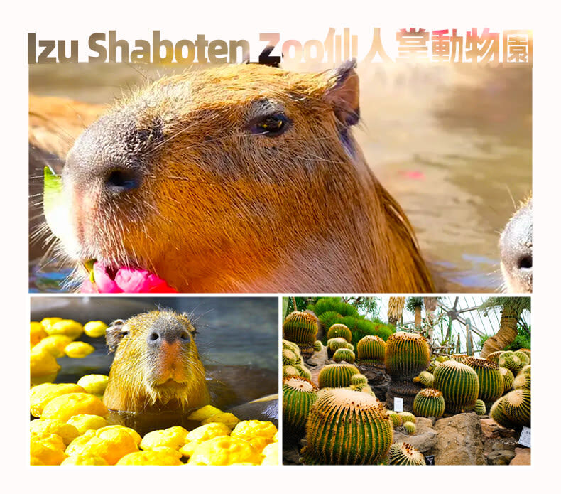 Izu Omuroyama and Jogasaki Coast Full-Day Small Group Experience - Mt. Omuro is the day’s big view