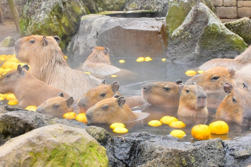 Izu Shaboten Zoo Ticket in Shizuoka - What to know before you go