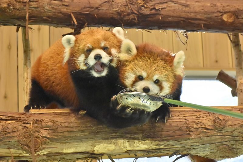 Izu Shaboten Zoo Ticket in Shizuoka - How long to spend inside