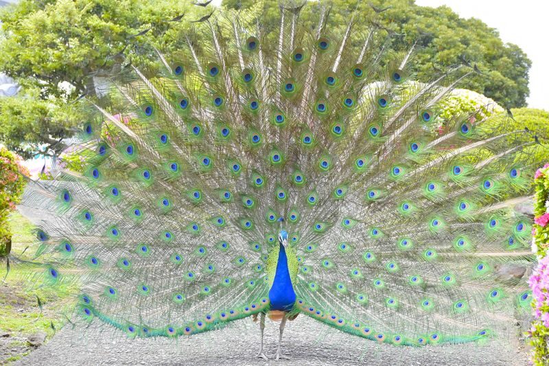 Izu Shaboten Zoo Ticket in Shizuoka - Getting to the zoo from Ito
